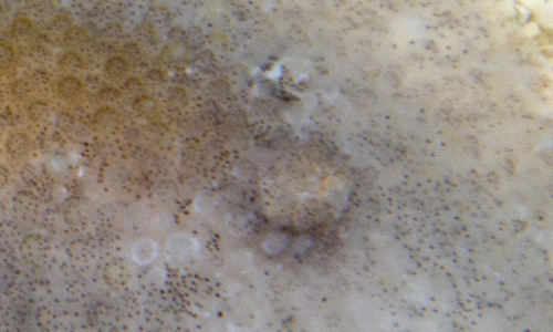 Carminodoris sp. #20: retracted branchia