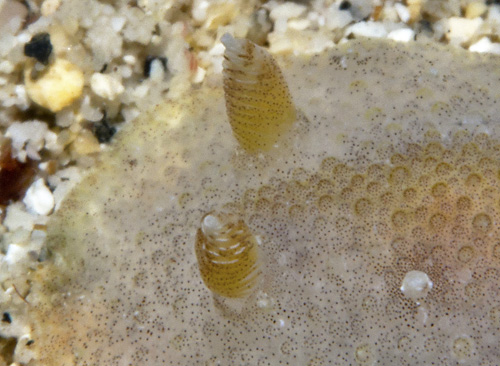 Carminodoris sp. #20: rhinophores