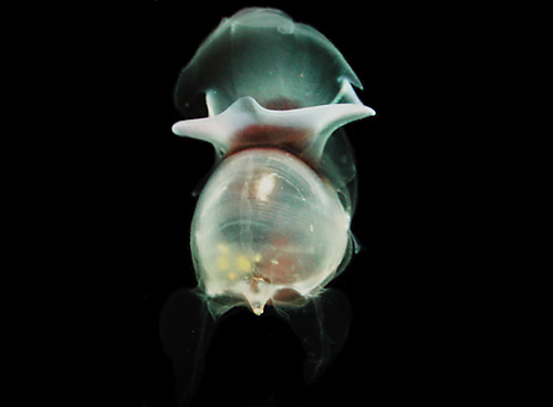 Cavolinia globulosa: shell