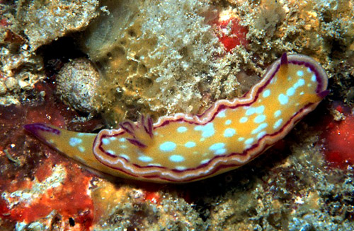 Ceratosoma(?) sp. #1