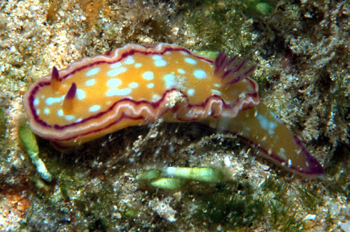 Ceratosoma(?) sp. #1: side