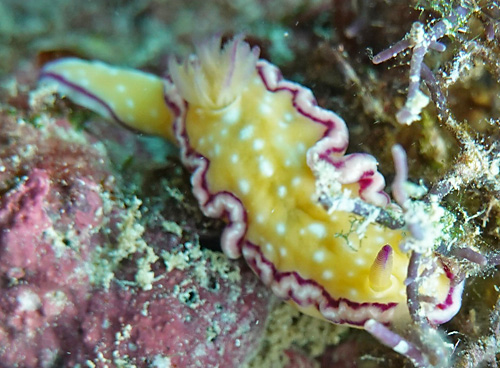 Ceratosoma(?) sp. #1: pale