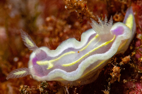 Ceratosoma sp. #2