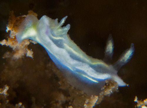 Ceratosoma sp. #2: irregular ridges, young