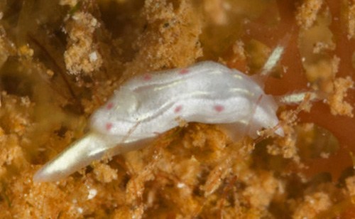 Ceratosoma sp. #2: marginal purple spots, young