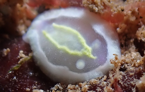 Ceratosoma sp. #2: young, 2-3 mm