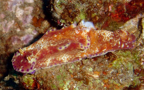 Ceratosoma tenue: missing "horn"