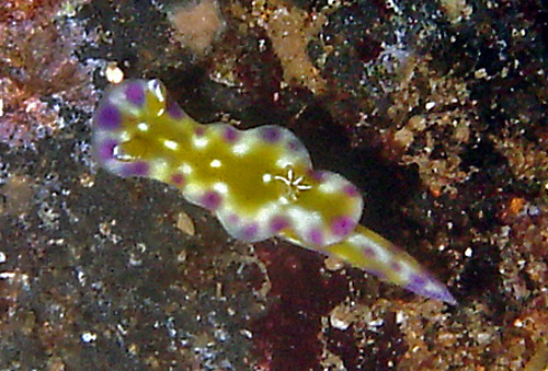 Ceratosoma tenue: young, 8 mm