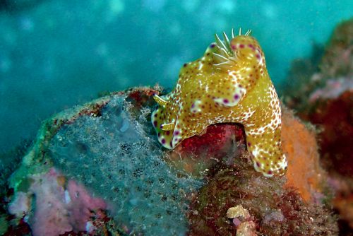 Ceratosoma tenue: feeding