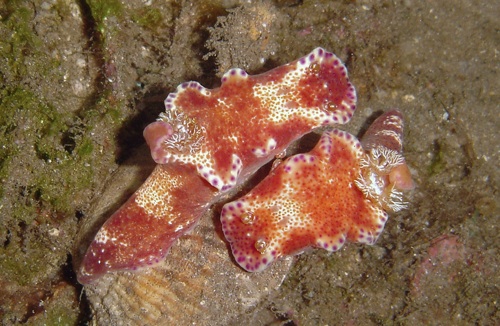 Ceratosoma tenue: mating