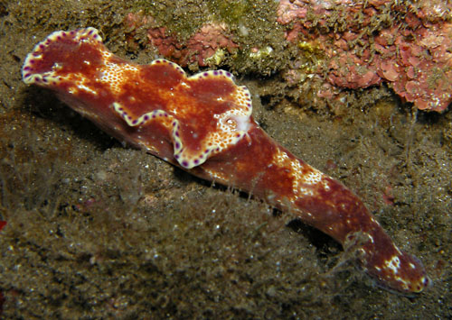 Ceratosoma tenue missing "horn"