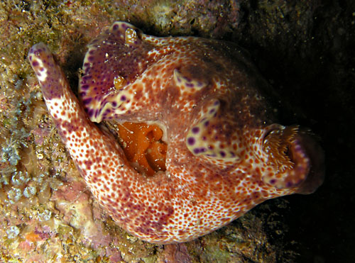 Ceratosoma tenue: laying egg mass