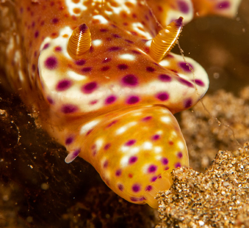 Ceratosoma tenue: feeding, buccal mass extended