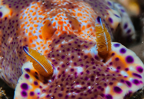 Ceratosoma tenue: rhinophores, anterior face