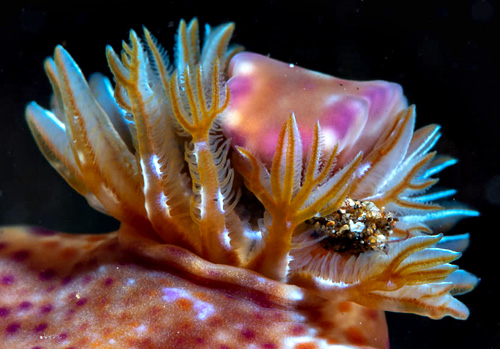 Ceratosoma tenue: gills, outer face