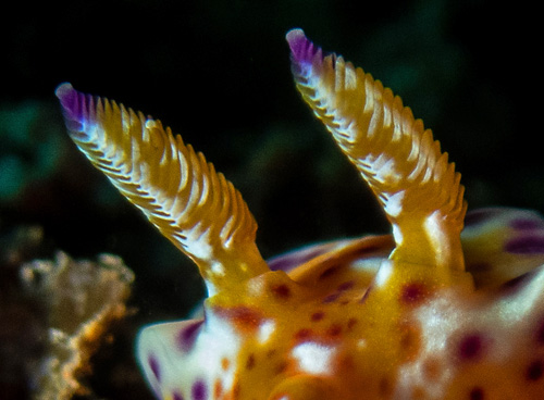 Ceratosoma tenue: rhinophores, posterior face