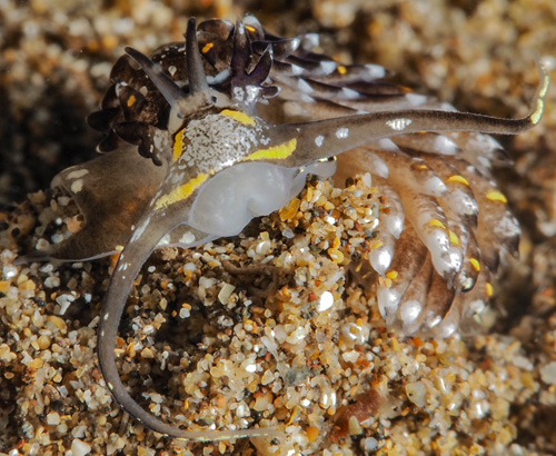 Cerberilla cf. albopunctata: front