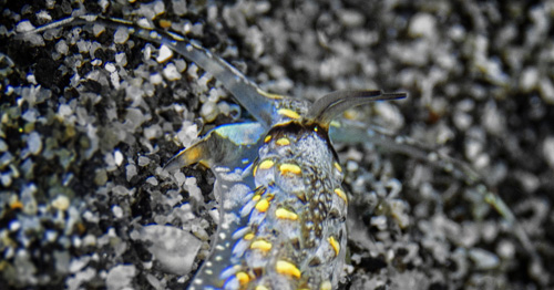 Cerberilla cf. albopunctata: orange foot corner