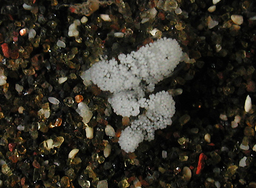 Cerberilla sp. #1: egg mass in dish