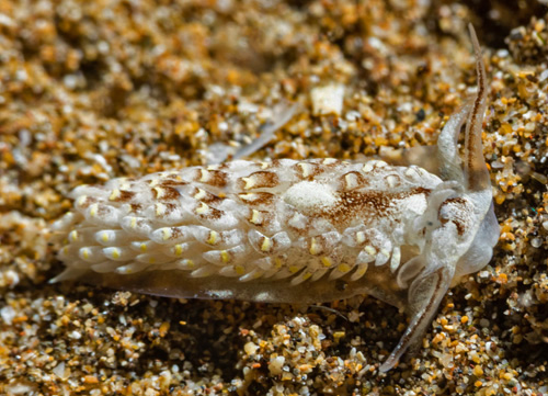 Cerberilla sp. #1: white flecks