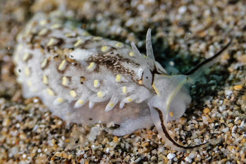 Cerberilla sp. #1: yellow bars