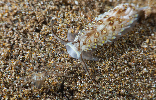 Cerberilla sp. #1: approaching anemone