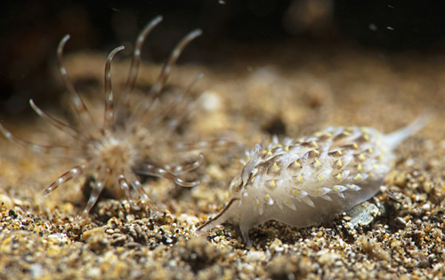 Cerberilla sp. #1: approaching anemone