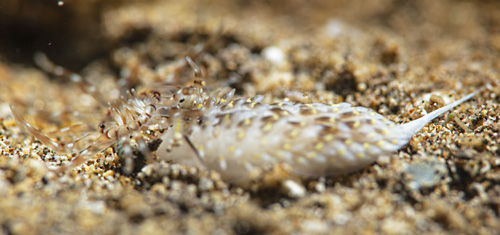 Cerberilla sp. #1: attacking