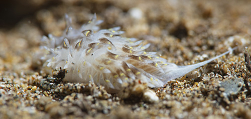 Cerberilla sp. #1: entering tube