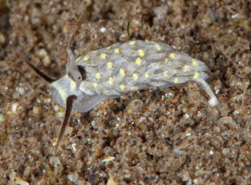 Cerberilla sp. #1: yellow bars, top