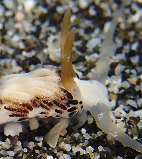 Cerberilla sp. #1: cerata detail