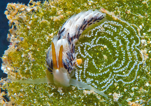 Cerberilla sp. #2: laying eggs