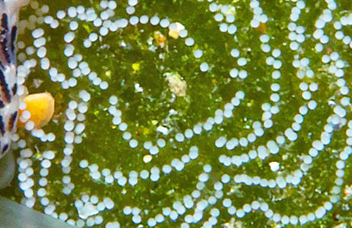 Cerberilla sp. #2: egg mass closeup