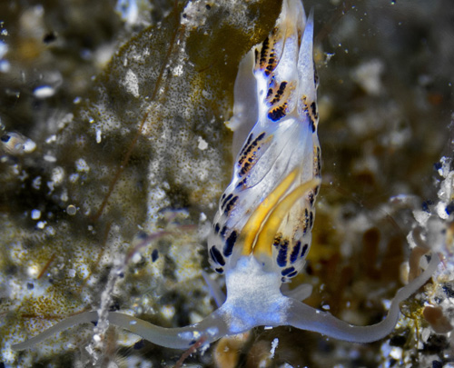 Cerberilla sp. #1: front, yellow