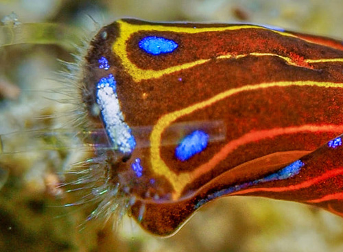 Chelidonura alisonae: sensory bristles