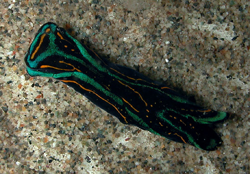 Chelidonura hirundinina: rounded "tail"