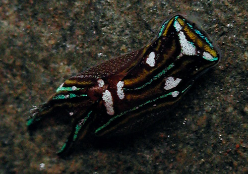 Chelidonura hirundinina: young, 2.8 mm