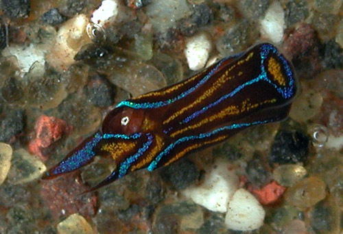 Chelidonura hirundinina: young, 2 mm