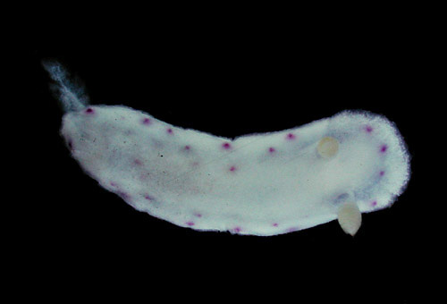 Chromodoris aspersa: young, 6 mm