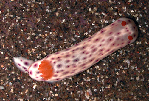 Chromodoris aspersa: dark branchia