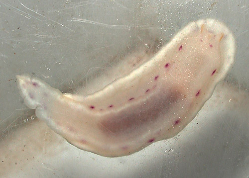 Chromodoris aspersa: underside