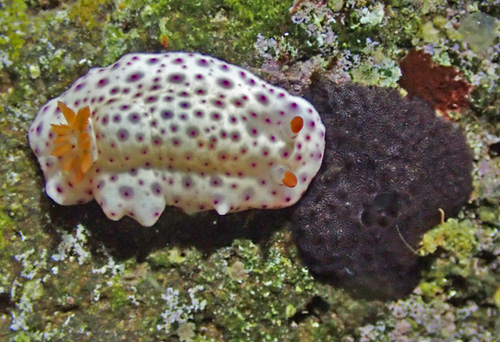 Chromodoris aspersa: feeding