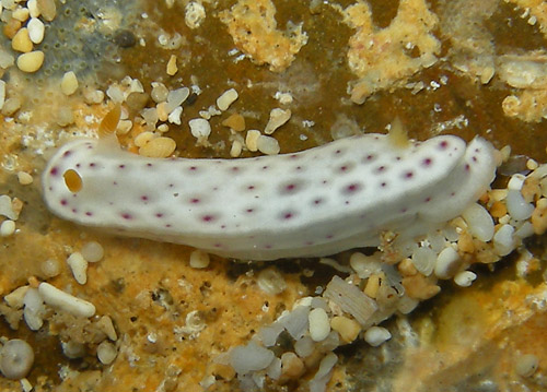 Chromodoris aspersa: side