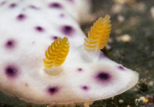 Chromodoris aspersa: rhinophores