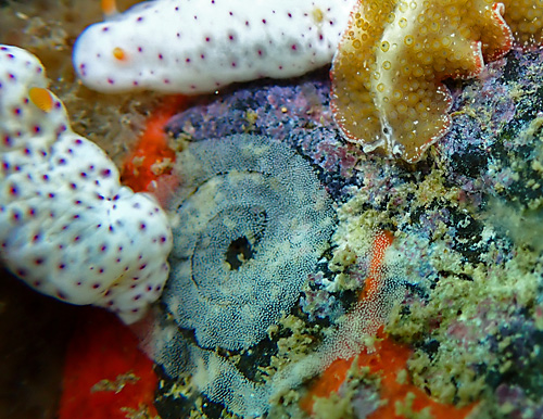 Chromodoris aspersa: with egg mass