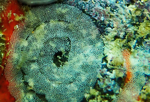 Chromodoris aspersa: egg mass, detail