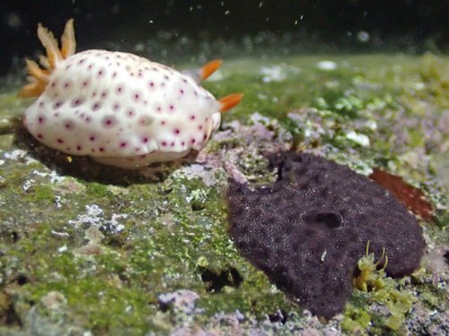 Chromodoris aspersa: feeding damage