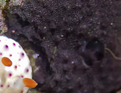 Chromodoris aspersa: feeding damage, detail