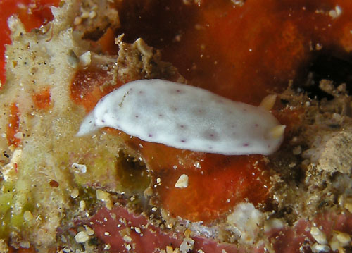 Chromodoris aspersa: on red food sponge?