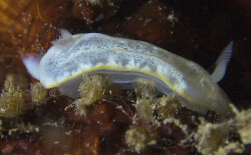 Chromodoris sp. #2: side, pale